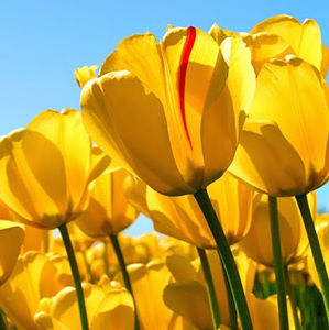 Meet your Posher, Evelyn